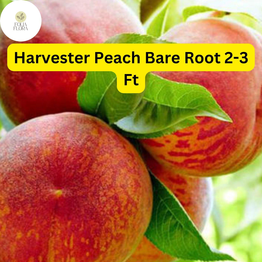 1 Bare Root Harvester Peach Tree (Prunus persica) 2-3 Ft Tall Live Fruit Tree Ready to Plant