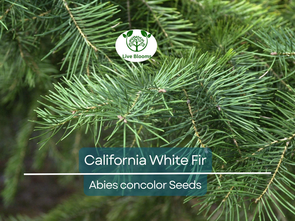 30 California White Fir Tree Seeds (Abies Concolor) | Pine, Evergreen, Hardy Conifer for Landscaping, Reforestation & Garden