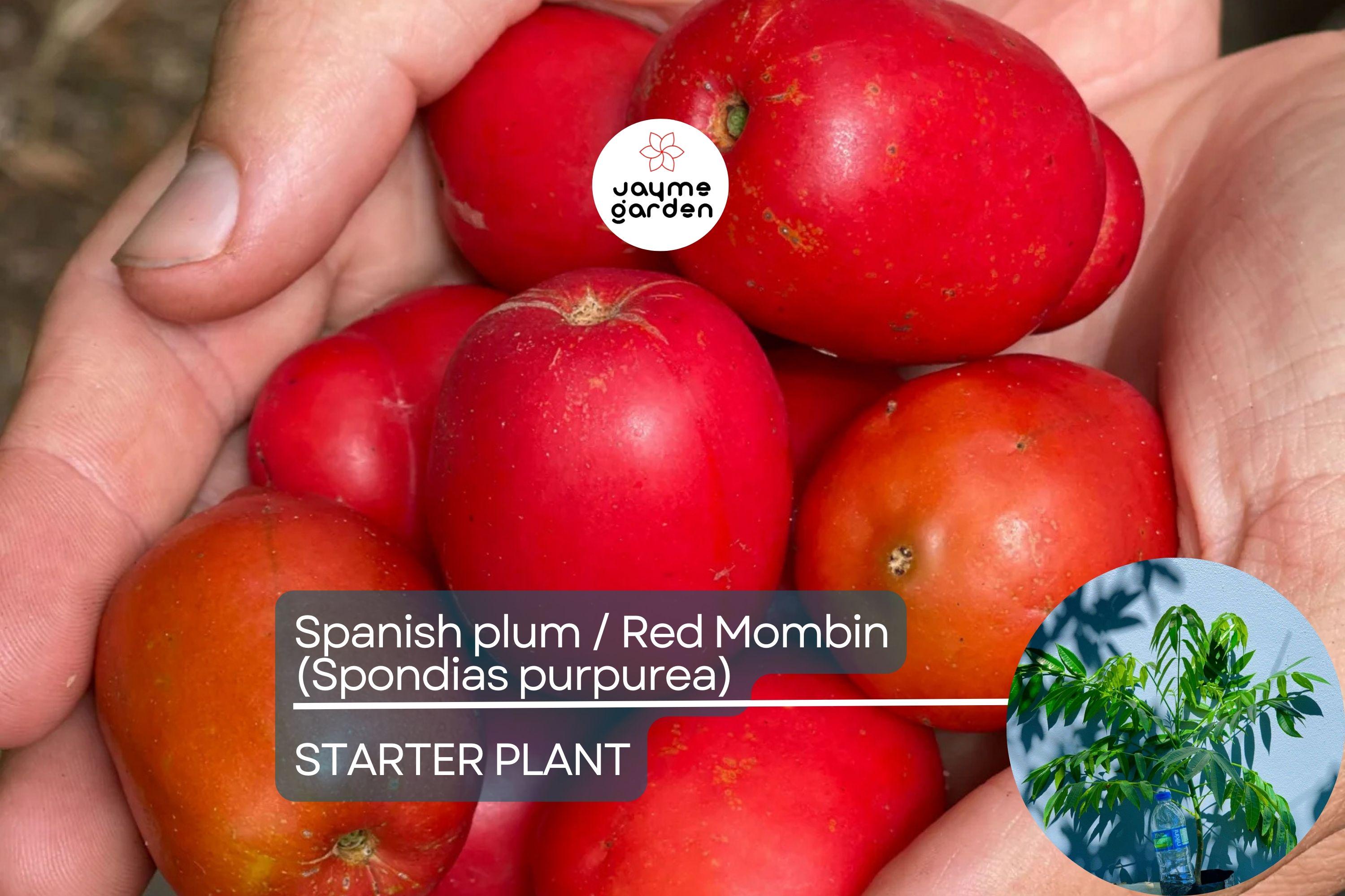 Spanish Plum / Red Mombin Live Spondias Purpurea Tree 12″-24″ | Sweet-Tart Tropical Fruit | Hardy Drought-Tolerant Starter Plant