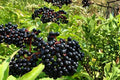 Elderberry 2 Live Plants 12-18" Tall Bare Root (Sambucus) Berry Shrub