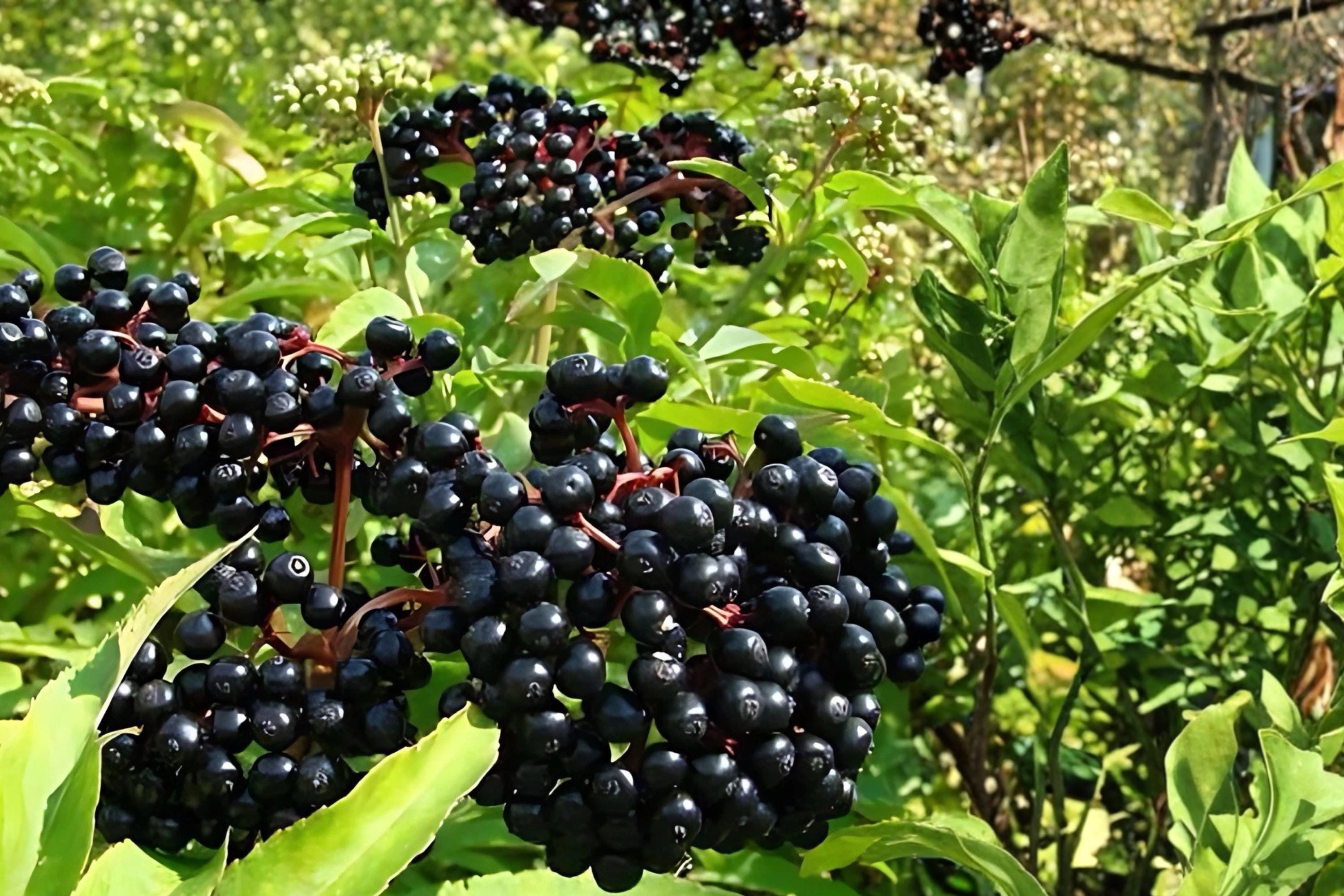Elderberry 2 Live Plants 12-18" Tall Bare Root (Sambucus) Berry Shrub