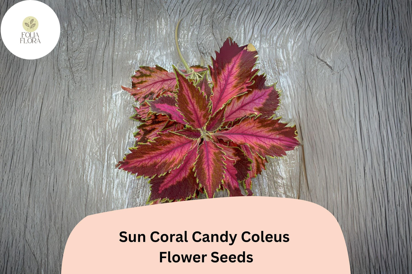 25+ Sun Coral Candy Coleus Seeds for Planting | Premium Shade Plant | Pink Green Foliage Annual | Garden Bedding Seeds