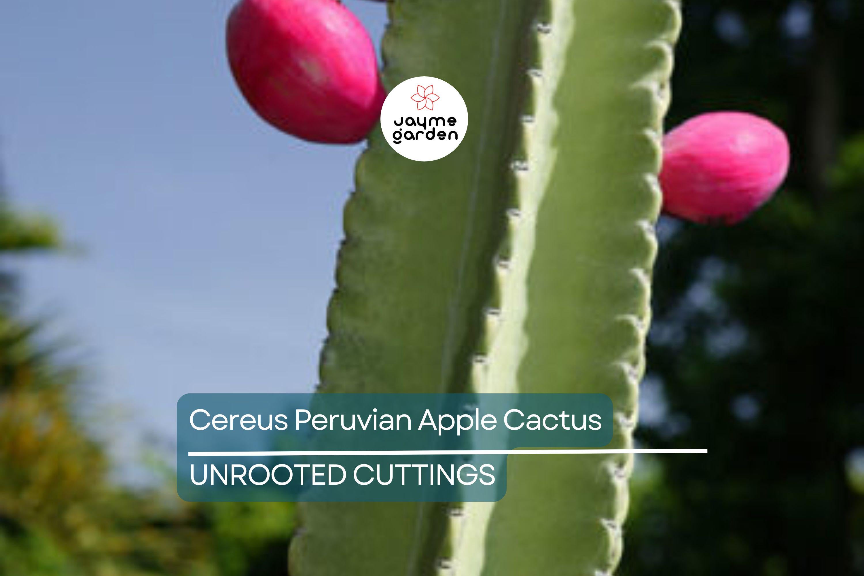 12" Cereus Peruvian Apple Cactus Cutting (Top Cut) - 1ft Segment - Hardy Indoor/Outdoor Plant