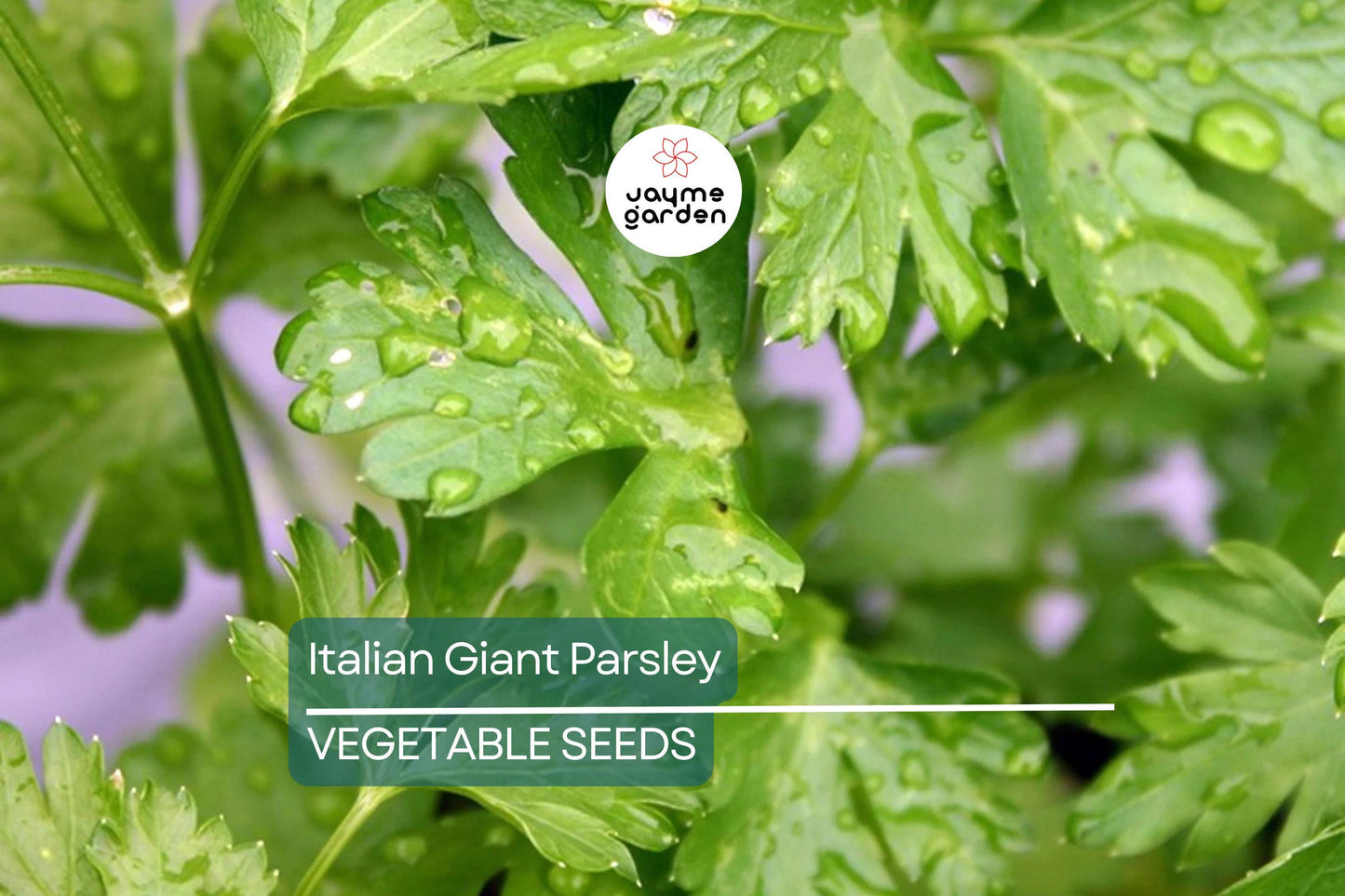 2,000 Italian Giant Parsley Seeds – Non-GMO Heirloom, Culinary Herb, Free Shipping