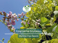 10 Edamame Soybean Seeds for Planting "Be Sweet" Japanese Vegetable, Glycine max, Asian Soybeans, Non-GMO, High-Quality Edamame Seeds