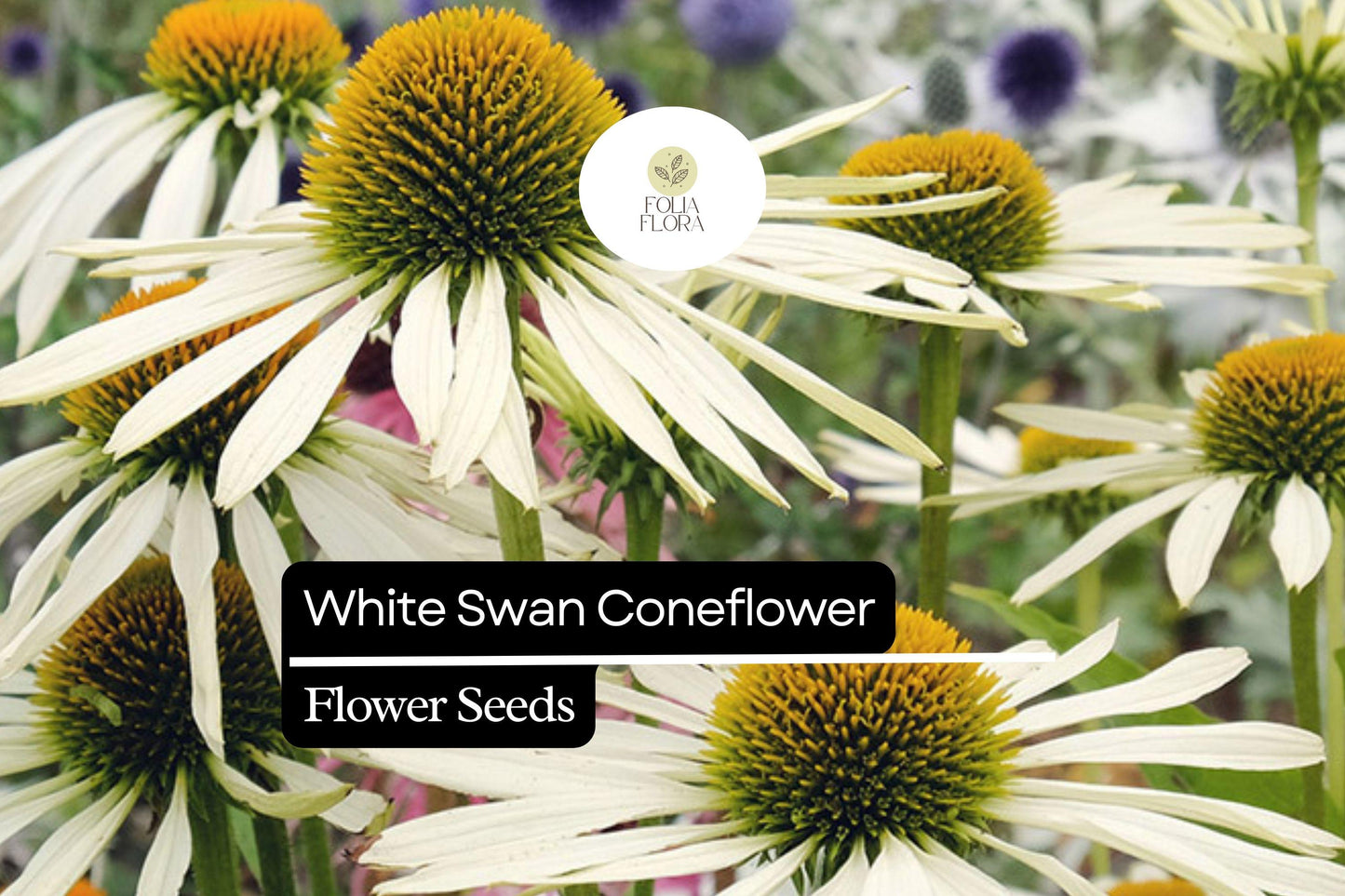 White Swan Coneflower Seeds (Echinacea purpurea 'White Swan') | 25-500 Seeds – Elegant White Blooms for Gardens