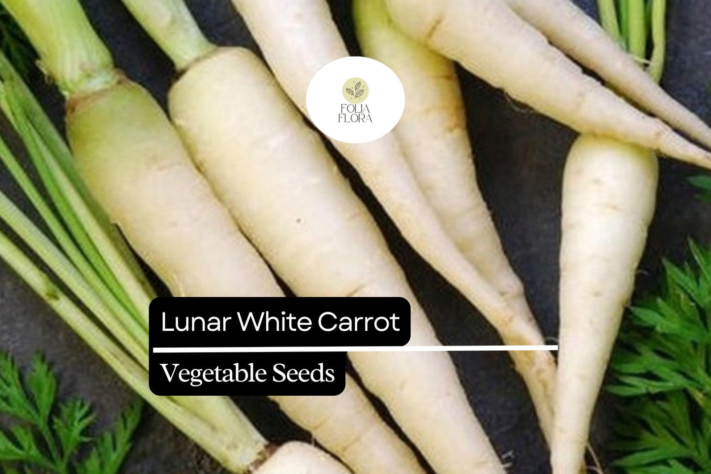 200 Seeds Lunar White Carrot (Daucus carota) – Unique Heirloom Carrot with Sweet, White Roots