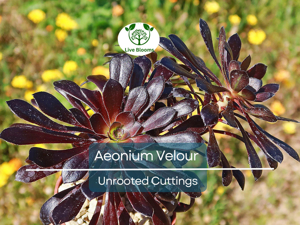 1 Aeonium Velour Succulent Unrooted Cutting 4-5" - Unique Indoor/Outdoor Plant - Beautiful Dark Purple Rosette, Easy to Grow
