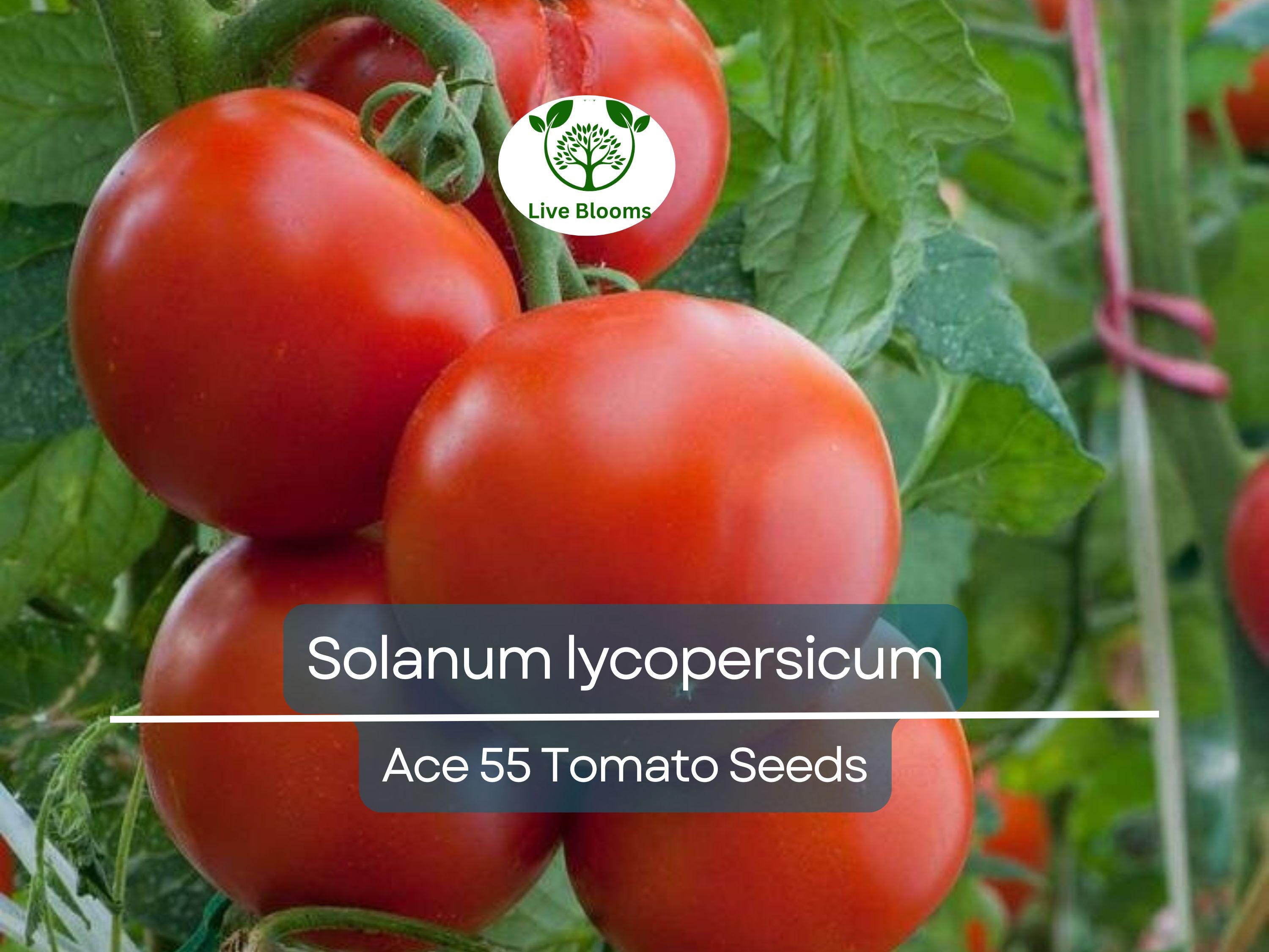 100 mg Ace 55 Tomato Seeds - Solanum lycopersicum | Heirloom, Low-Acid Red Tomato for Planting, Home Garden, Perfect for Slicing & Cooking