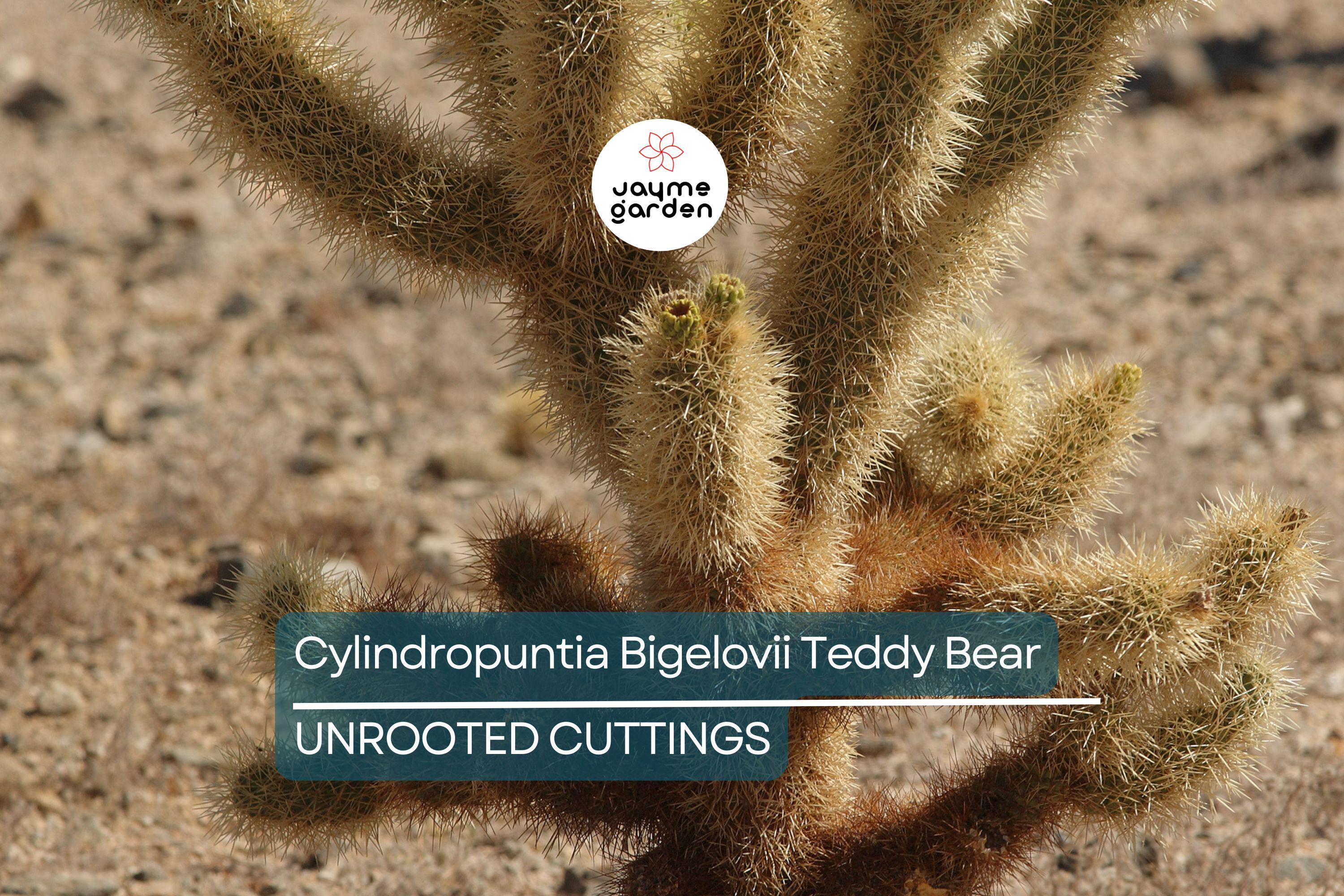 Cylindropuntia Bigelovii Teddy Bear Cholla Cactus Cutting Segment (3-5" Long)