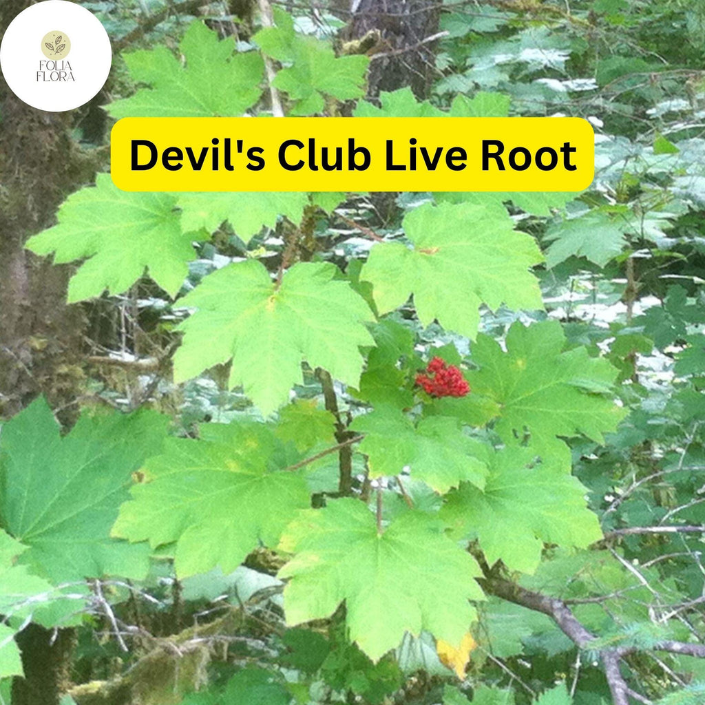 1 Devil's Club (Oplopanax horridus) Live Root – Alaska Wild Harvested for Planting