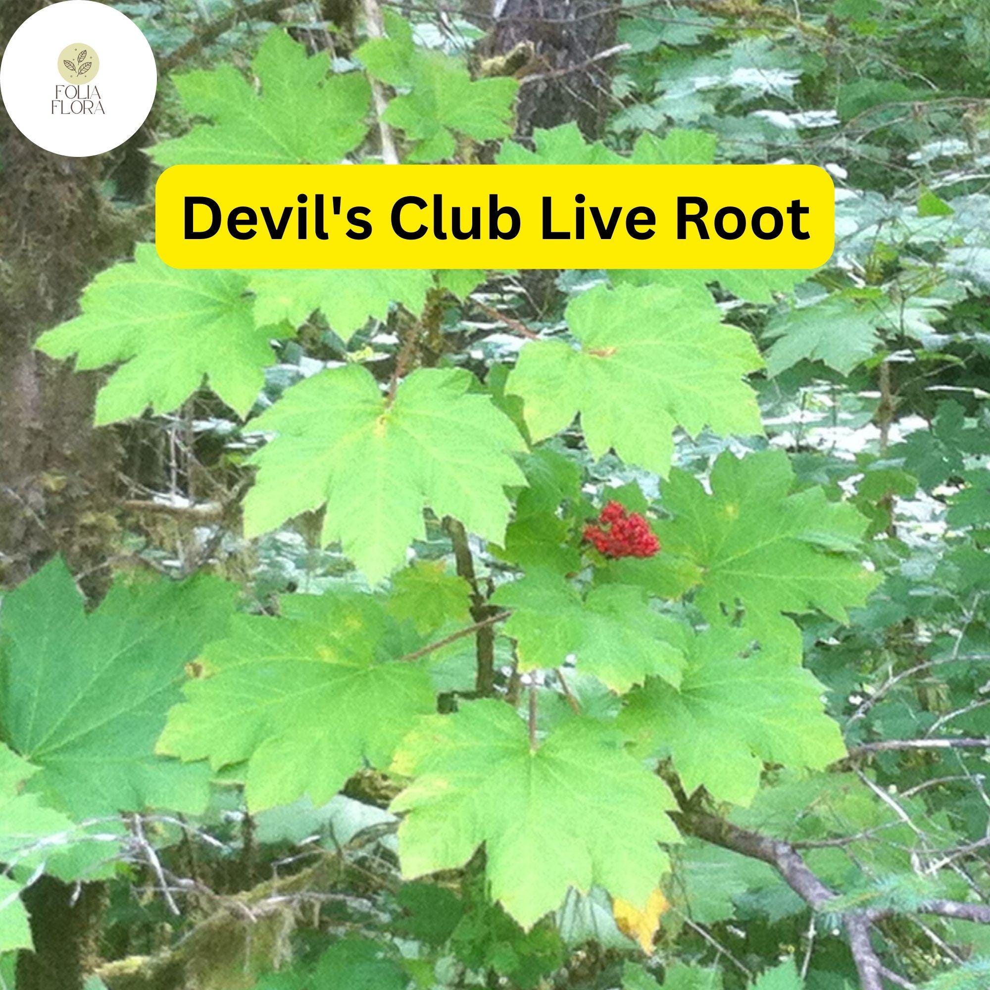 1 Devil's Club (Oplopanax horridus) Live Root – Alaska Wild Harvested for Planting