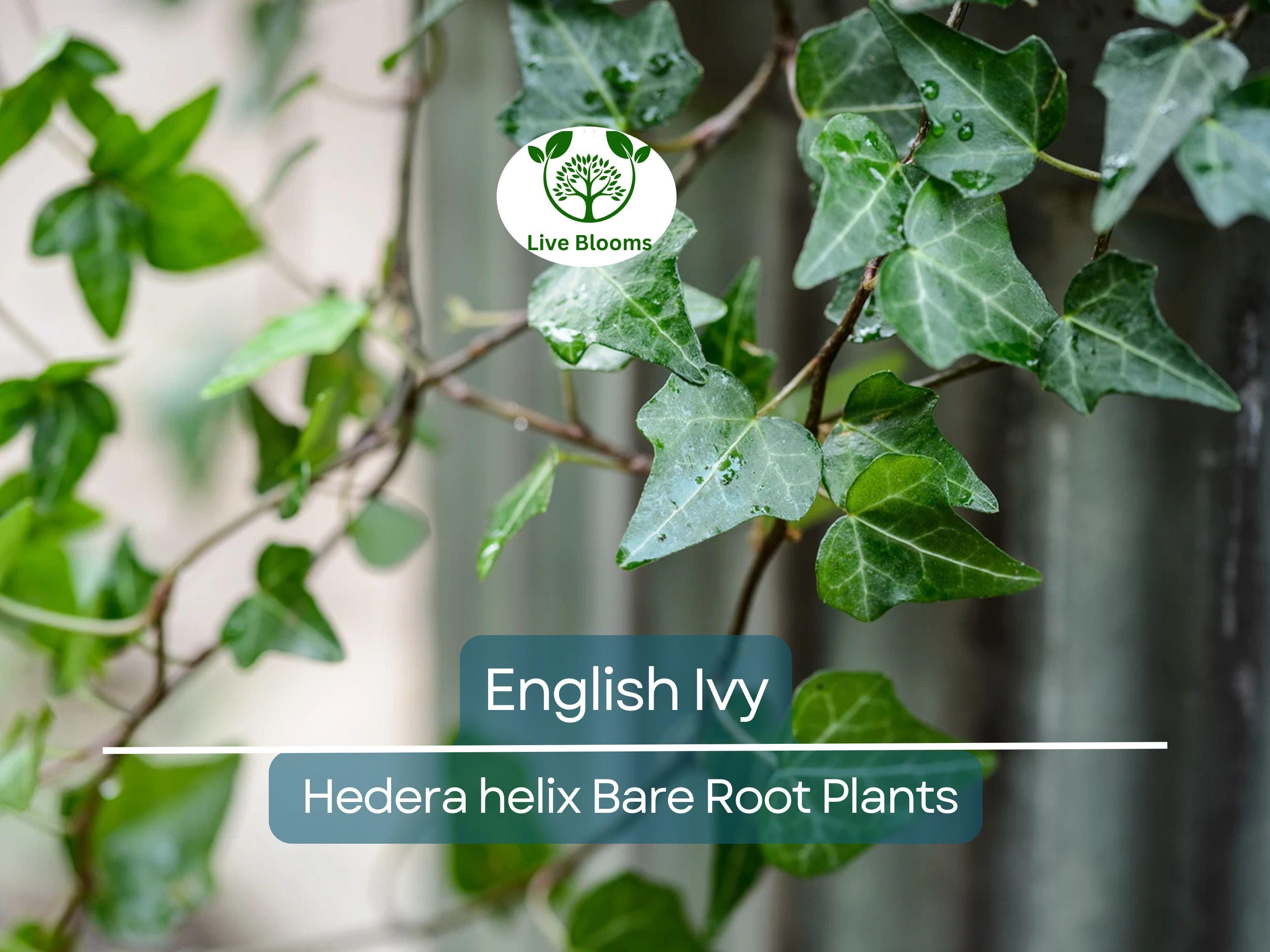 12 English Ivy Live Bare Root Plants - Groundcover - Hedera helix, Super Hardy, Fast Growing, Evergreen Vine