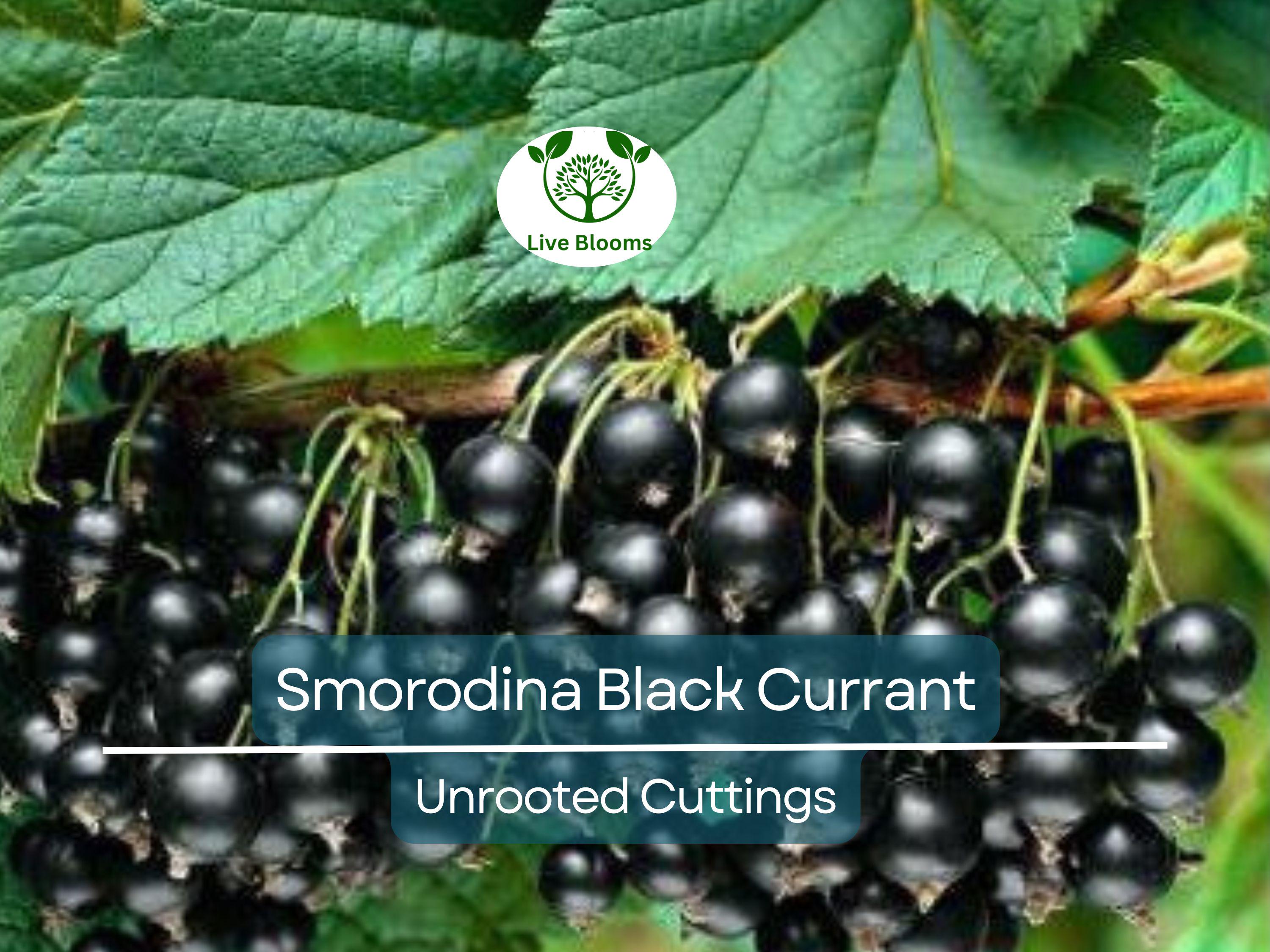 6 Black Currant (Smorodina) Unrooted Cuttings 6-9" Organic, Non-GMO, Fresh, Perfect for Rooting, Fruit Bush, Healthy & Delicious Berries
