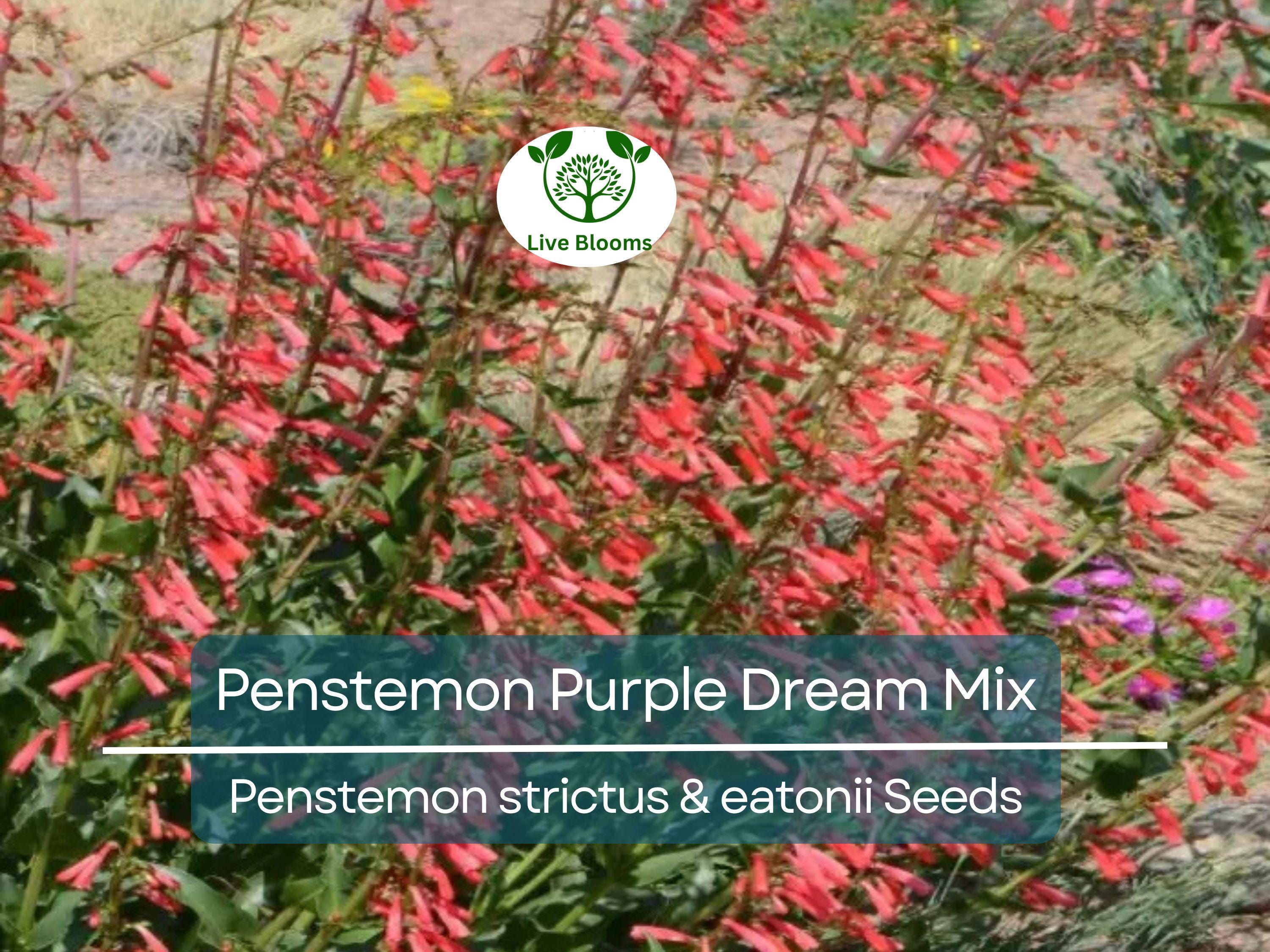200 Seeds Penstemon Purple Dream Mix, Perennial Beardtongue, Red Flowers, Hummingbird Attracting, Non-GMO, Easy-Grow, Garden & Landscaping