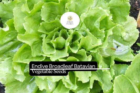 1g Endive Broadleaf Batavian Seeds Cichorium endivia | Heirloom Salad Green, Mild Flavor, Cold Hardy, Easy to Grow
