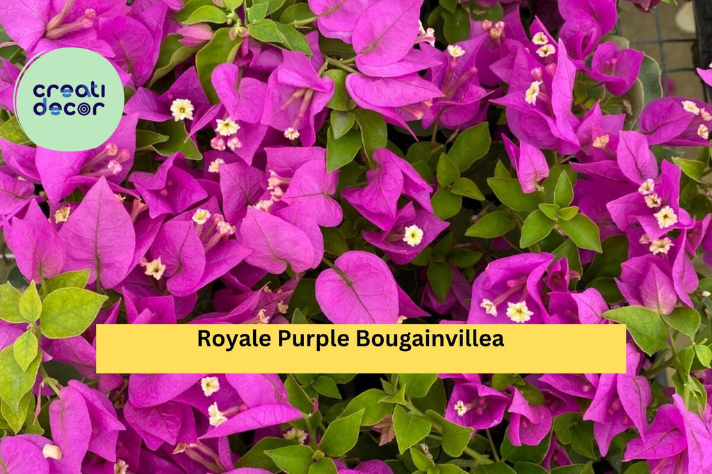 Royale Purple Bougainvillea – Live Rooted Starter Plug Plant, Vibrant Flowering Vine for Hanging Baskets, Trellis, or Patio Garden