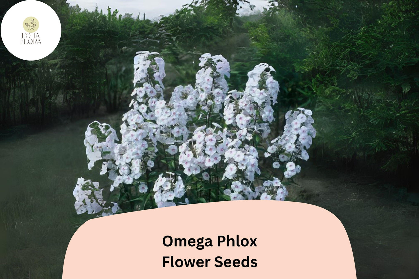 100+ Omega Phlox Seeds – Tall Perennial Garden Flower Seeds, Phlox paniculata