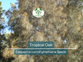 50 Tropical Oak Tree Seeds - Casuarina cunninghamiana, She-Oak, Bonsai, Fast-Growing, Evergreen, Ideal for Garden & Landscaping