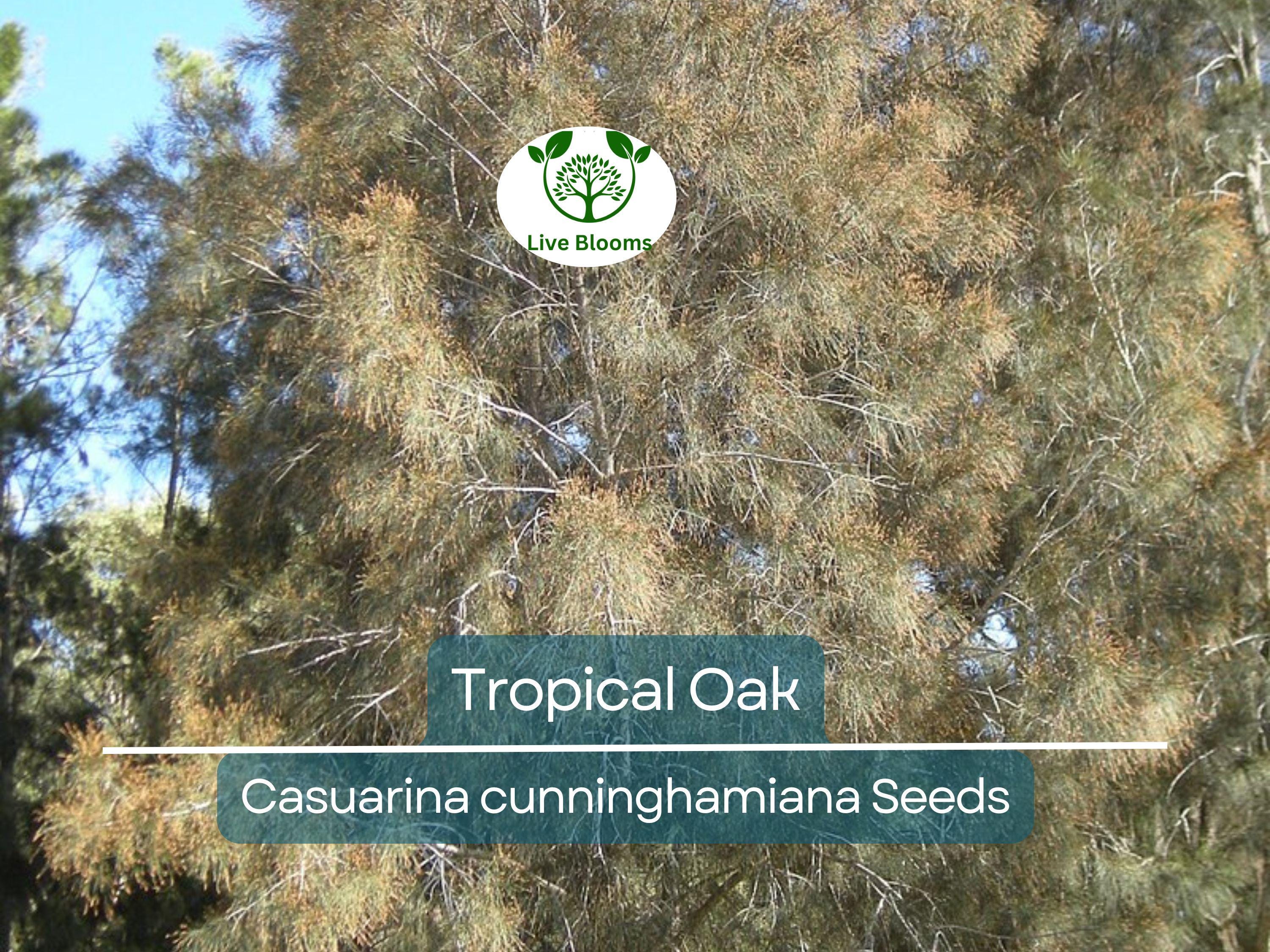 50 Tropical Oak Tree Seeds - Casuarina cunninghamiana, She-Oak, Bonsai, Fast-Growing, Evergreen, Ideal for Garden & Landscaping