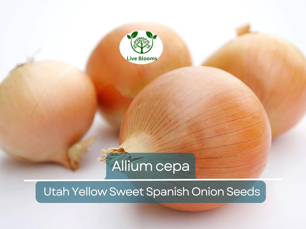 250 mg Seeds Onion Utah Yellow Sweet Spanish – Allium cepa | Heirloom Sweet Onion Seeds for Planting, Gardening & Cooking