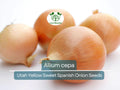 250 mg Seeds Onion Utah Yellow Sweet Spanish – Allium cepa | Heirloom Sweet Onion Seeds for Planting, Gardening & Cooking