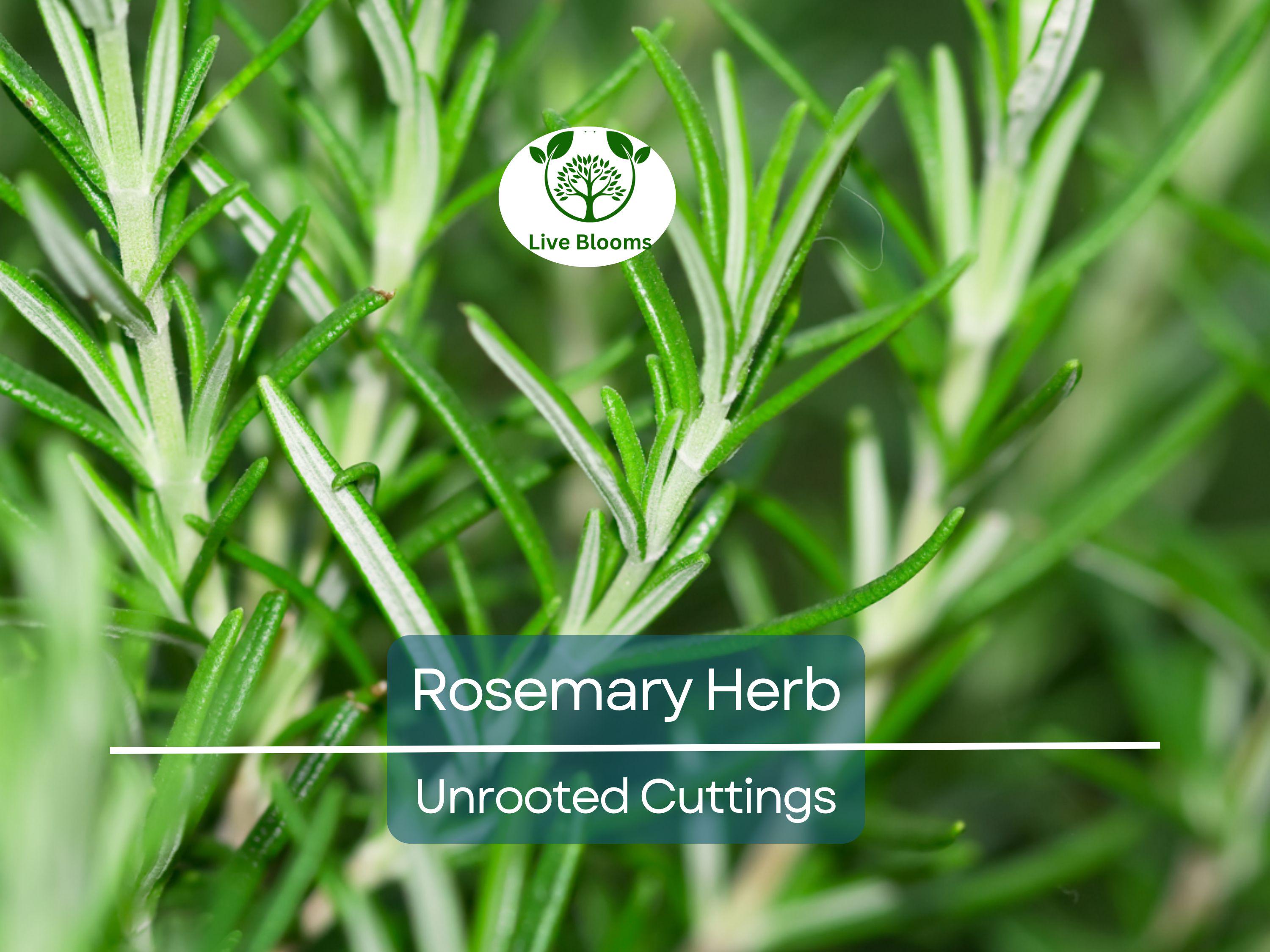 9 Organic Rosemary Herb Plant Cuttings, Rosmarinus Officinalis, Unrooted 10" Each, Fresh Culinary Herb for Propagation, Easy to Grow