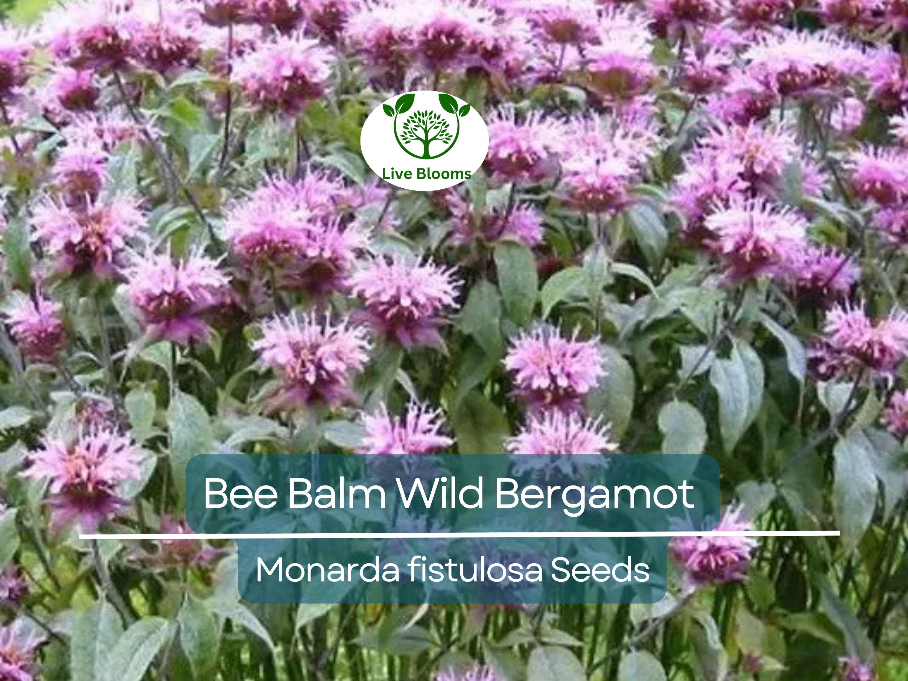 500 Bee Balm Seeds – Wild Bergamot Monarda fistulosa, Non-GMO Perennial for Bees, Hummingbirds, Pollinators, Herb