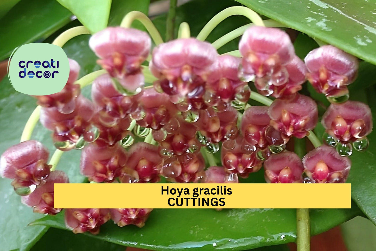 2 Hoya gracilis Cuttings or Rooted | Hoya memoria Live Plant | Wax Vine Starter | Trailing Houseplant | Easy Care Indoor Plant