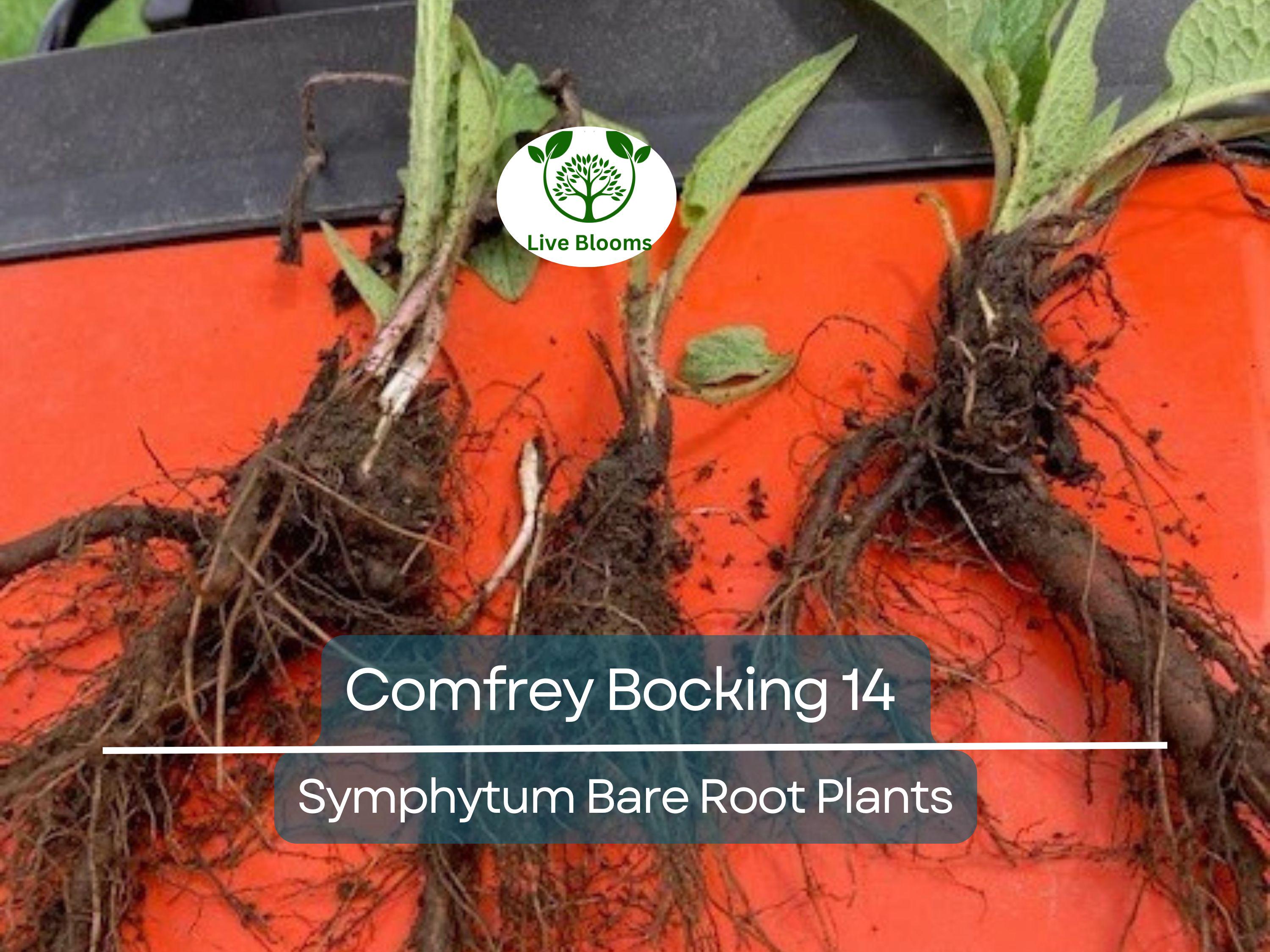 5 Comfrey Bocking 14 Plants - Bare Root Crown Cuts - Symphytum Hybrid - Fast Growing Herb Starter