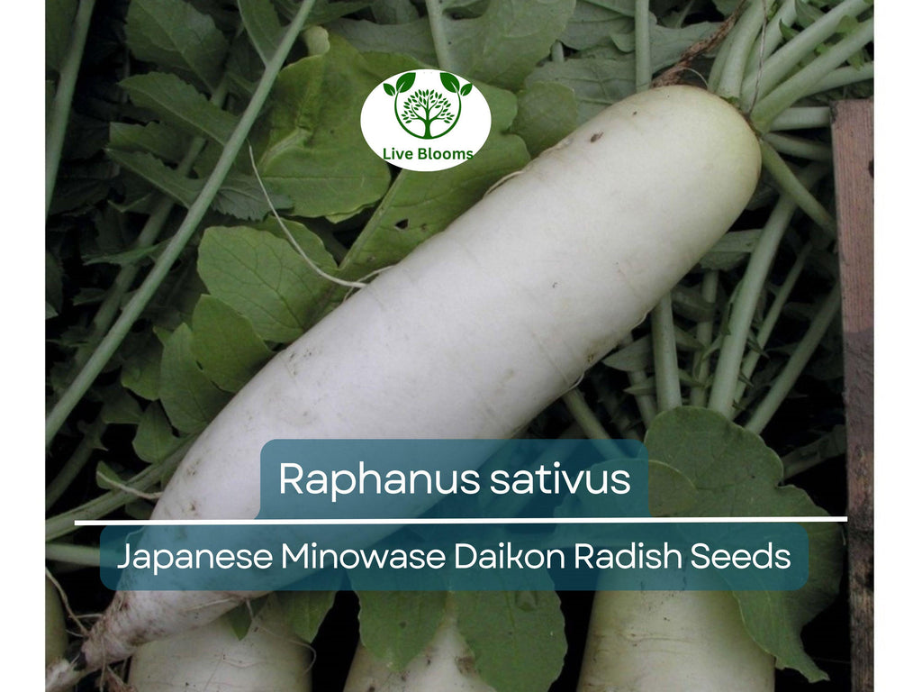 1 Gram Seeds Japanese Minowase Daikon Radish – Raphanus sativus | Heirloom Seeds for Planting, Gardening & Crisp White Harvests