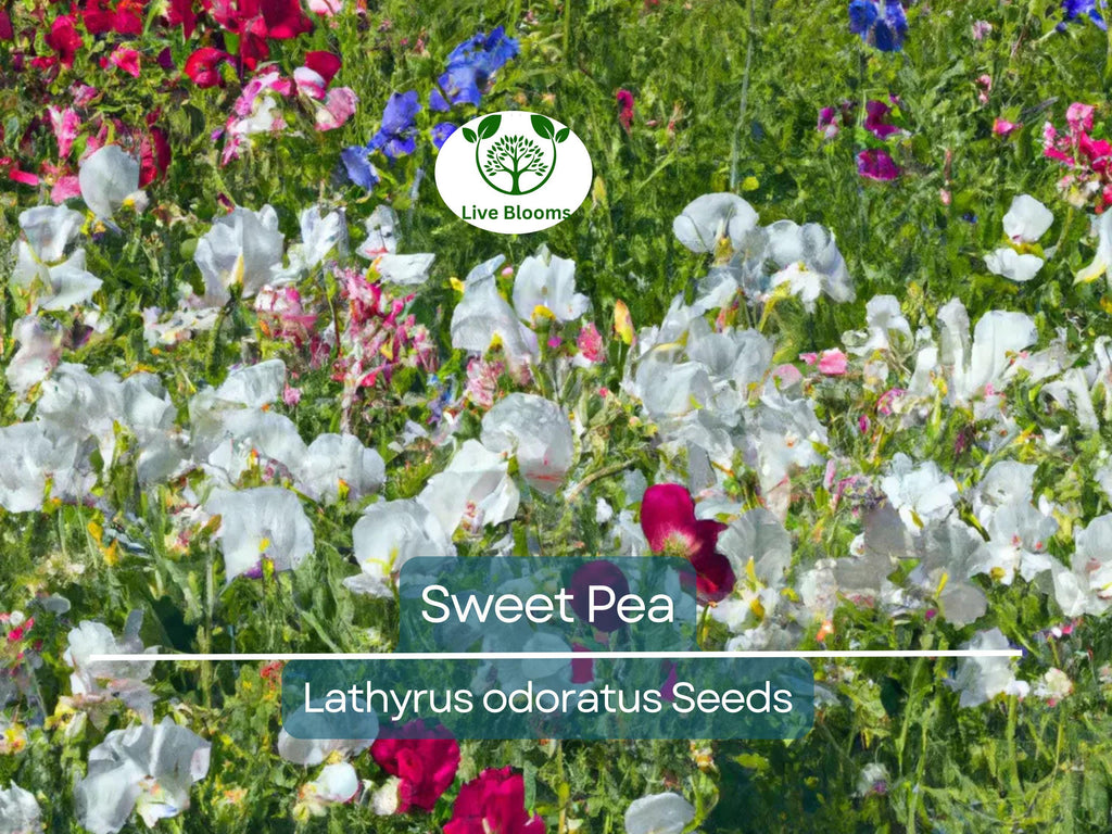 50 Sweet Pea Vine Seeds | Royal Family Flower Garden Mix, Fragrant Climbing Vines, Vibrant Colors, Perfect for Trellises & Fences