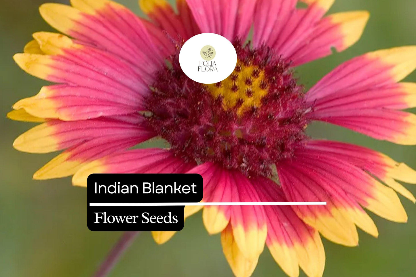 Indian Blanket Seeds (Gaillardia pulchella) | 25 Seeds | Colorful Perennial Wildflower for Pollinators