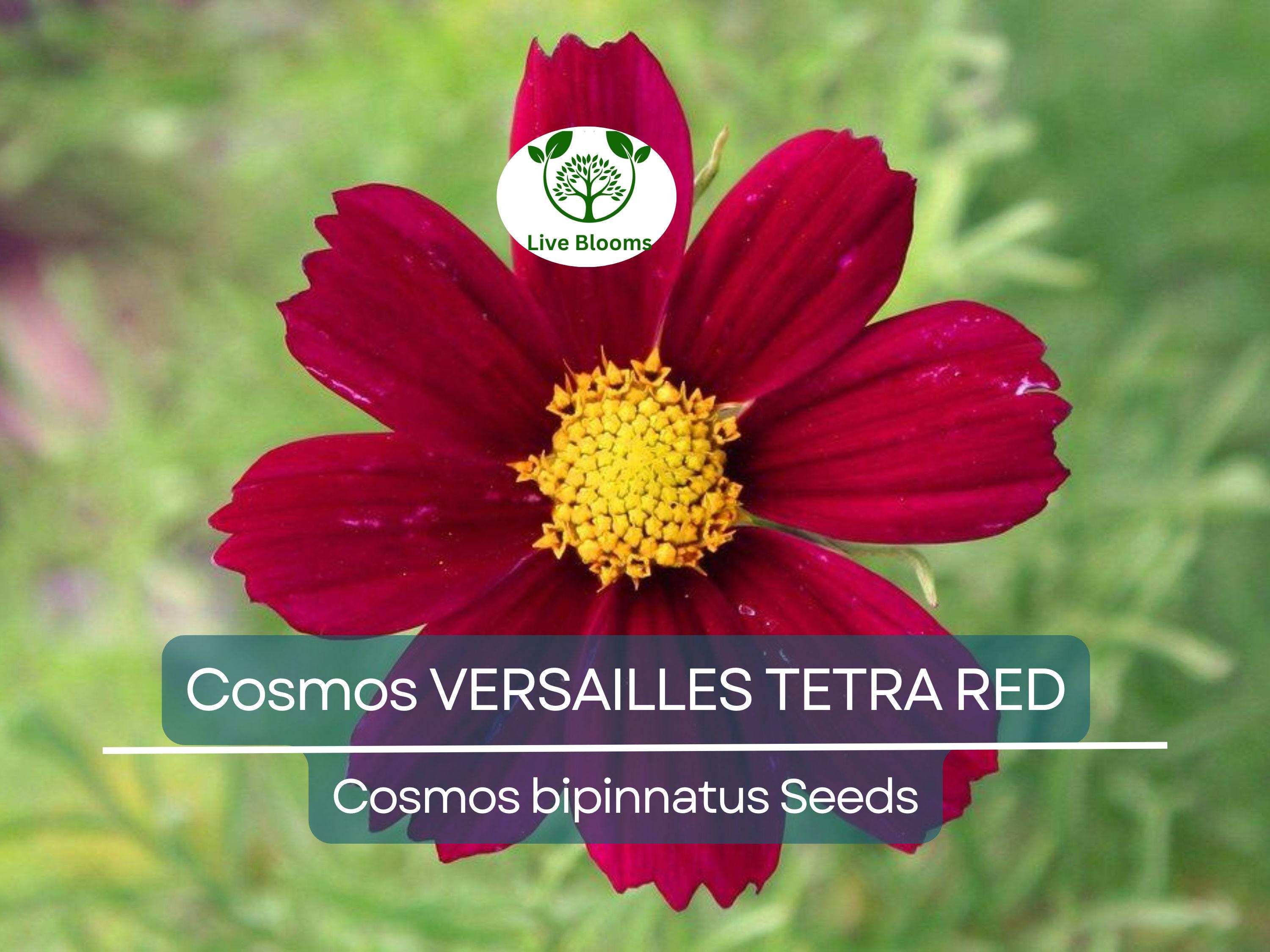 50 Cosmos VERSAILLES TETRA Red Seeds - Vibrant Flowers, Attracts Pollinators & Butterflies, Non-GMO, Easy to Grow - Cosmos bipinnatus
