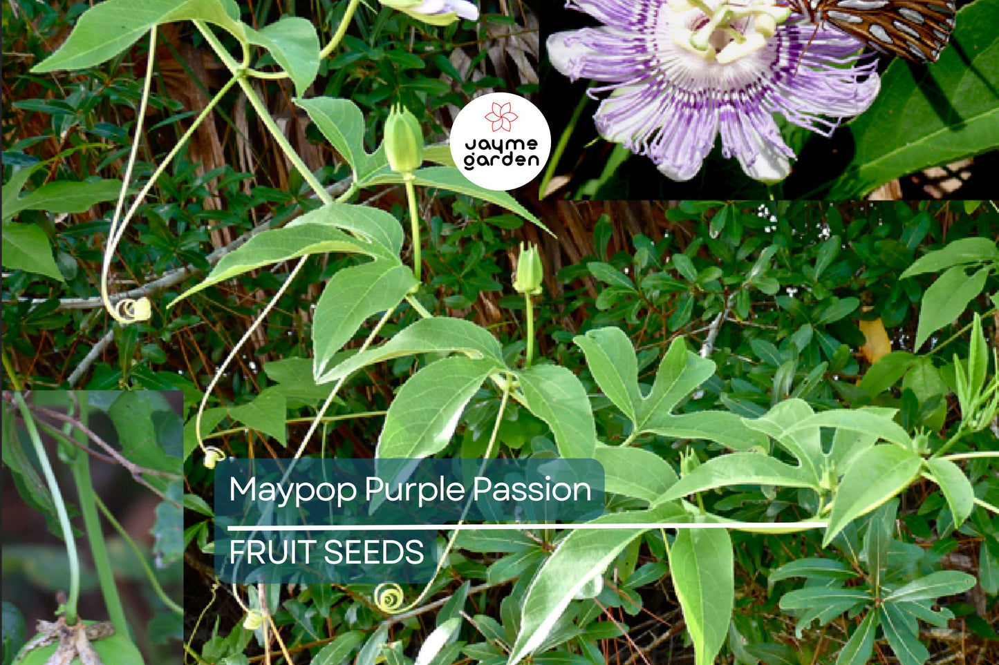10 Maypop Purple Passion Seeds (Passiflora Incarnata) Edible Fruit, Cold Hardy