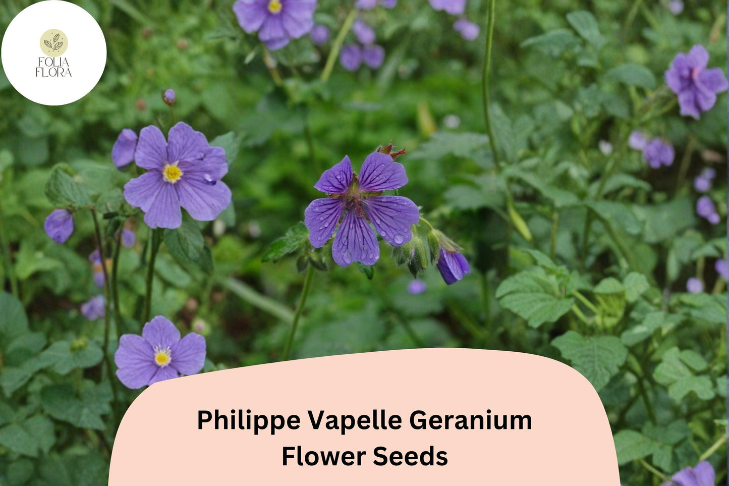 25+ Philippe Vapelle Geranium Seeds | Hardy Perennial | Purple-Violet Blooms for Garden Borders & Pollinator Gardens