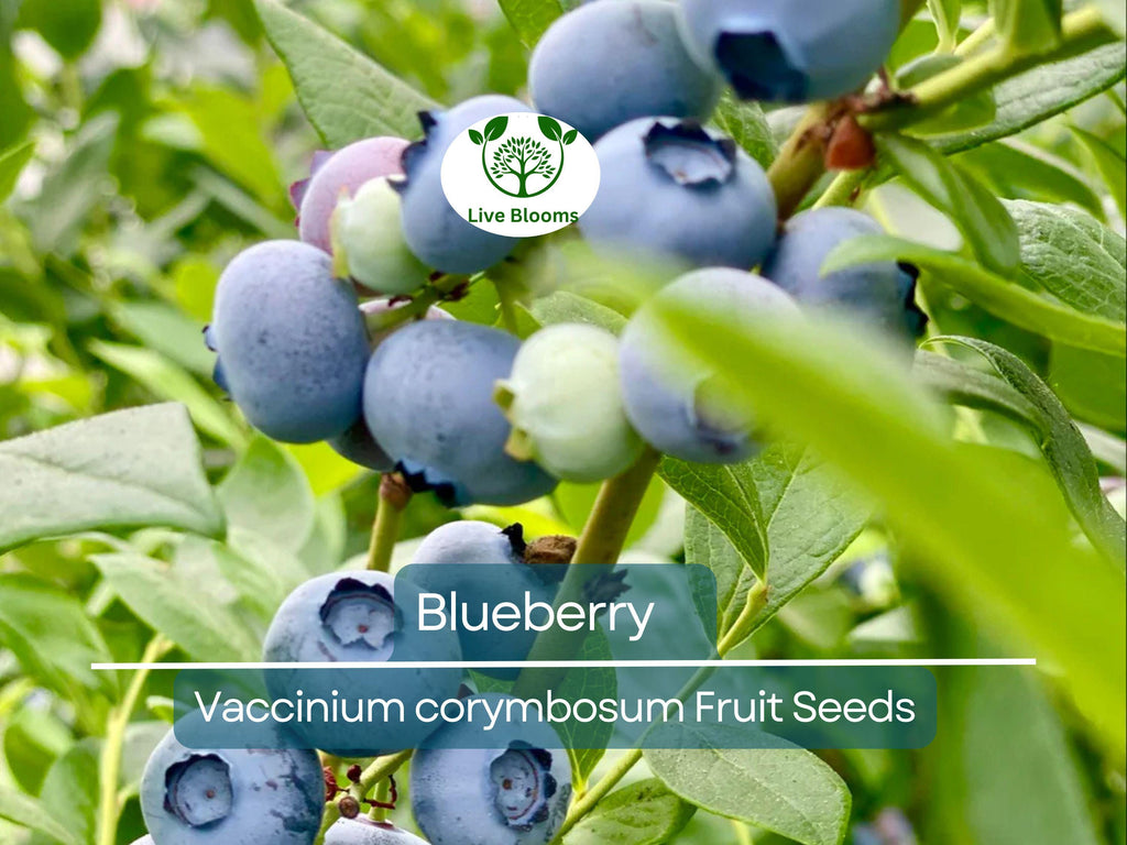 100 Blueberry Seeds - Dwarf Top Hat (Vaccinium corymbosum), Low Bush Variety, Sweet Edible Fruits, Compact, Garden Starter, Easy to Grow