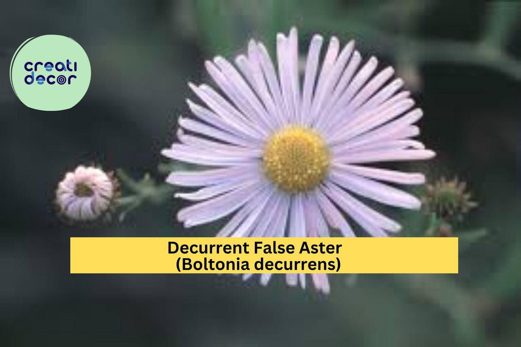 Decurrent False Aster Seeds (Boltonia decurrens) – 500 Rare Native Wildflower Seeds | Wetland, Pollinator, Meadow Plant | Zones 4–9