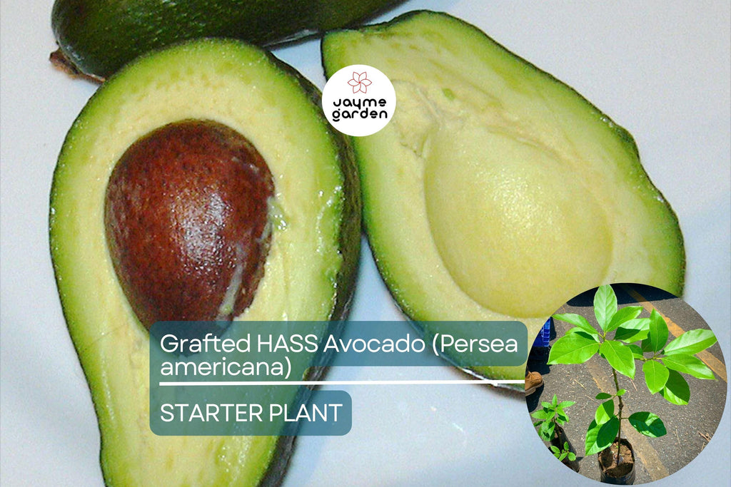 Grafted Hass Avocado (Persea americana) Live Tropical Fruit Tree 12”-24” | Creamy Homegrown Avocados | Easy to Grow Starter Plant