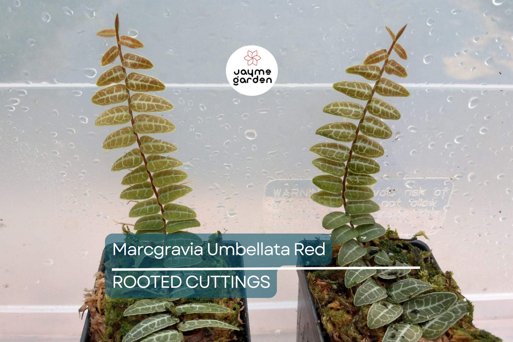 Marcgravia Umbellata | Red/Pink Rooted Plant | Terrarium & Vivarium Climber | High Humidity | Exotic Rare Houseplant