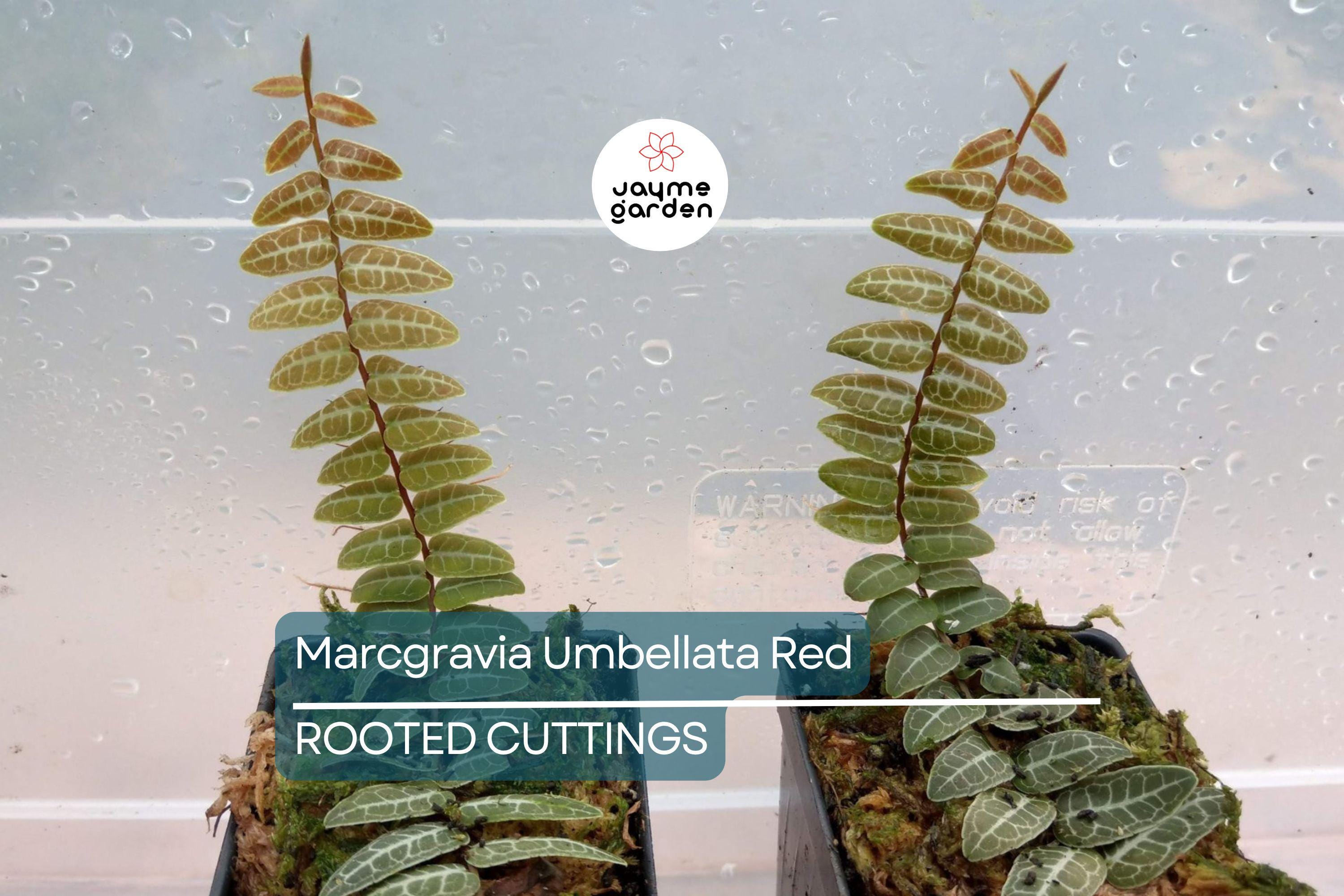 Marcgravia Umbellata | Red/Pink Rooted Plant | Terrarium & Vivarium Climber | High Humidity | Exotic Rare Houseplant