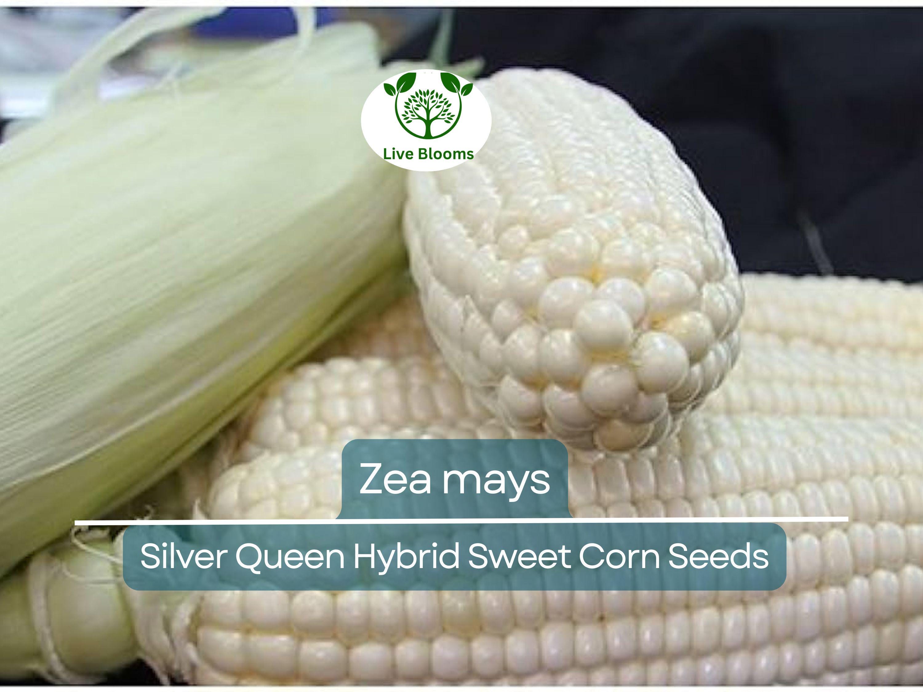 35 Seeds Corn Silver Queen Hybrid Sweet – Zea mays | Heirloom Sweet Corn for Planting, Gardening & Delicious Summer Harvests