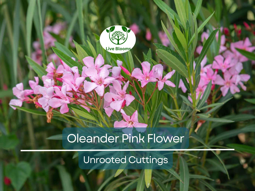 7 Oleander PINK Live Flower Plant Unrooted Cuttings, Nerium oleander, 7" Long, Ready to Root, Easy Propagation, Pink Flowering Shrub Cutting