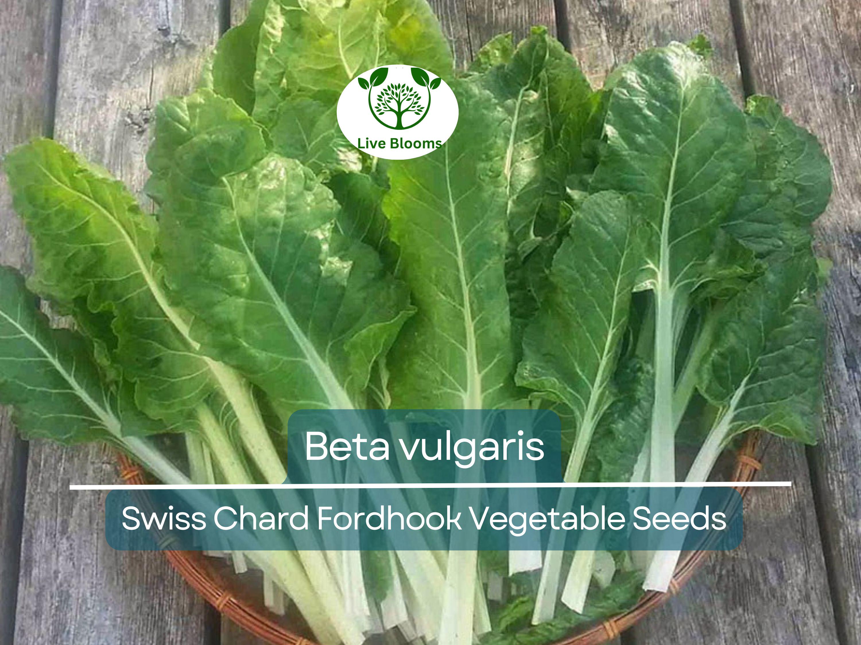 1 Gram Seeds Swiss Chard Fordhook – Beta vulgaris | Heirloom Vegetable for Planting, Nutritious Greens for Gardening