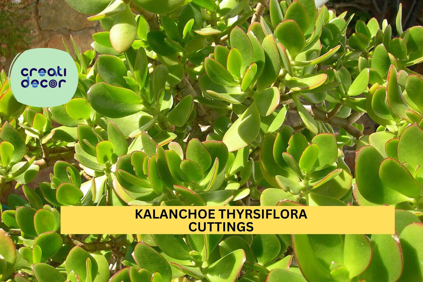 1 Kalanchoe thyrsiflora Cutting | Paddle Plant Flapjacks Succulent | 12" Unrooted Leafy Stem | Bold Rosette Indoor Starter