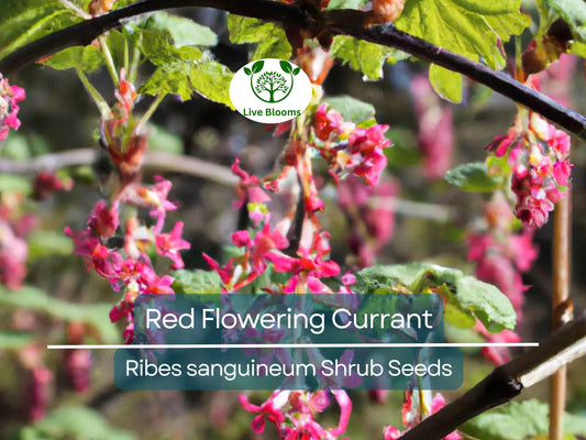 10 Red Flowering Currant Shrub Seeds (Ribes sanguineum), Ornamental Hedge Bush, Hardy Flowering, Spring Blooms for Garden & Landscaping