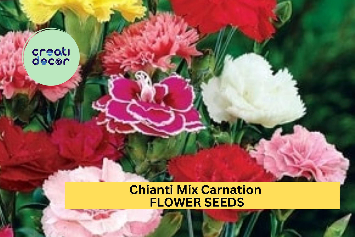 200+ Chianti Mix Carnation Seeds – Deep Red & Rose Ruffled Blooms for Garden Planting, Fragrant Cut Flowers – USA
