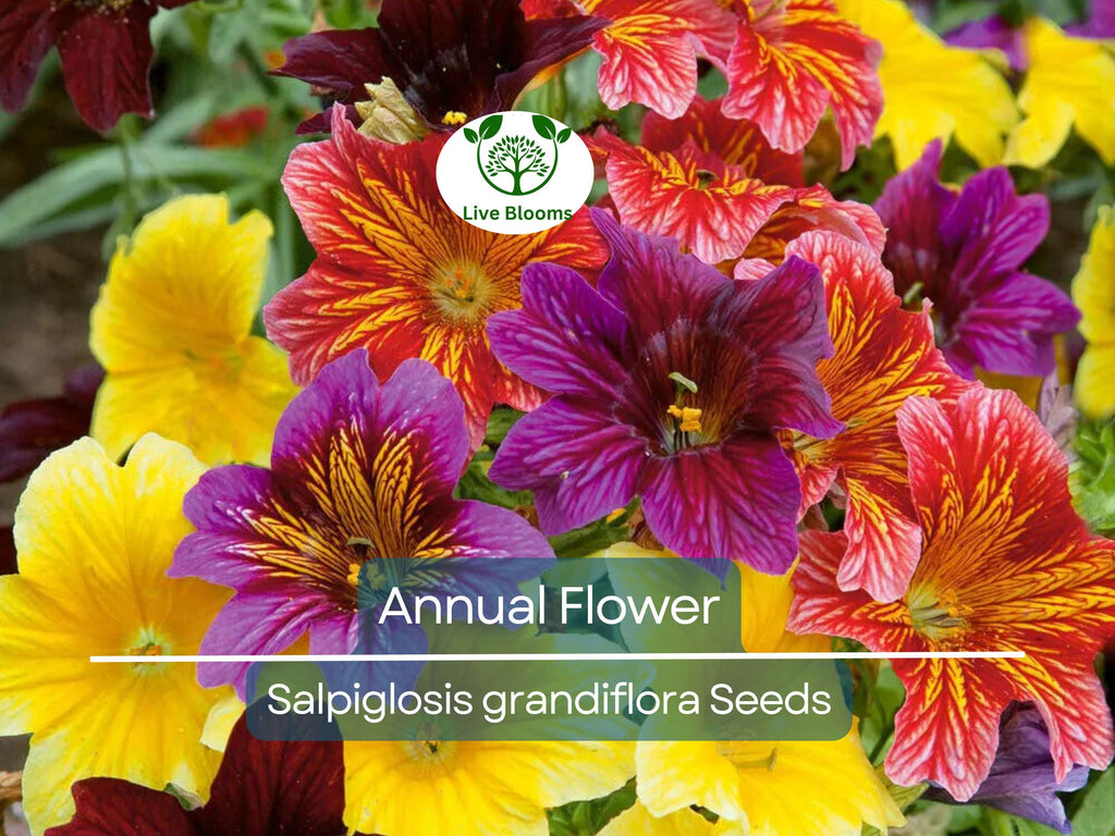 500 EZ Annual Flower Seed Mix (Salpiglosis grandiflora), Bulk Paisley Flowers, Easy to Grow, Vibrant Colors, for Garden and Containers