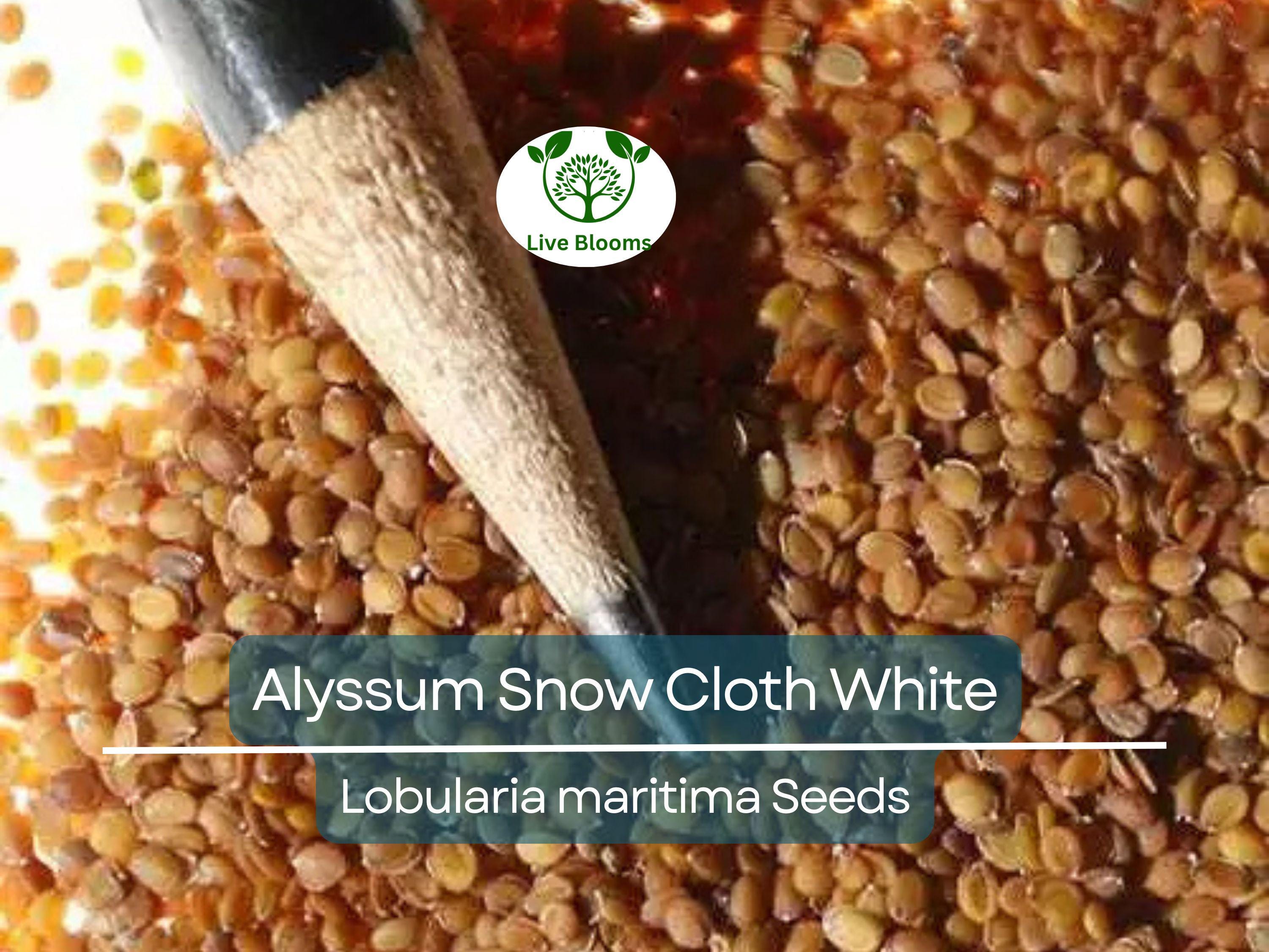 1000 Seeds Alyssum Snow Cloth White Ground Cover, Deer & Drought Resistant, Non-GMO, Sweet Alyssum, Low Maintenance