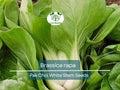 400 Seeds Pak Choi White Stem for Planting (Brassica rapa) - Crisp, Tender Asian Greens for Home Gardens, Fast-Growing, Cold-Hardy